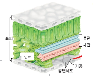 식물 조직 이미지(명칭: 표피, 공변세포, 기공 [추가] 물관, 체관, 잎맥)