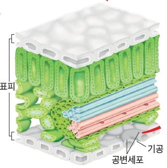 식물 조직 이미지(명칭: 표피, 공변세포, 기공)