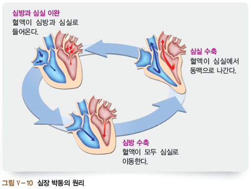 심방과 심실 이완, 심실 수축, 시심방 수축 순환과정 및 혈액이동 이미지