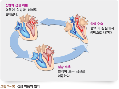 심방과 심실 이완, 심실 수축, 시심방 수축 순환과정 및 혈액이동 이미지 [수정]심방에서 심실로 혈액 이동 시 반월판 닫힌 모양으로 수정