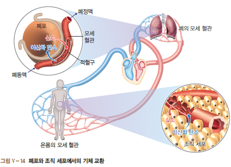 폐포와 조직 세포에서의 기체 교환되는 과정 이미지(온몸의 모세 혈관, 폐의 모세 혈관, 폐동맥과 폐정맥 사이에 이산화 탄소(아래)와 산소(위) 순환 과정