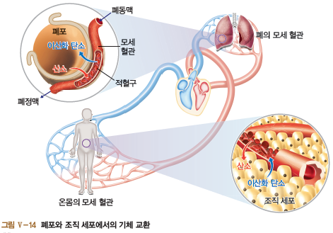 폐포와 조직 세포에서의 기체 교환되는 과정 이미지(온몸의 모세 혈관, 폐의 모세 혈관, 폐동맥과 폐정맥 사이에 이산화 탄소(위)와 산소(아래) 순환 과정