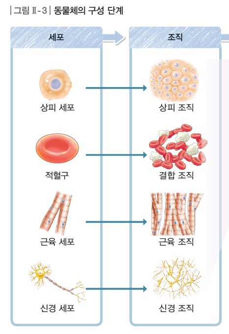 (주)비상교육 생명과학Ⅱ 24쪽 현행내용 이미지