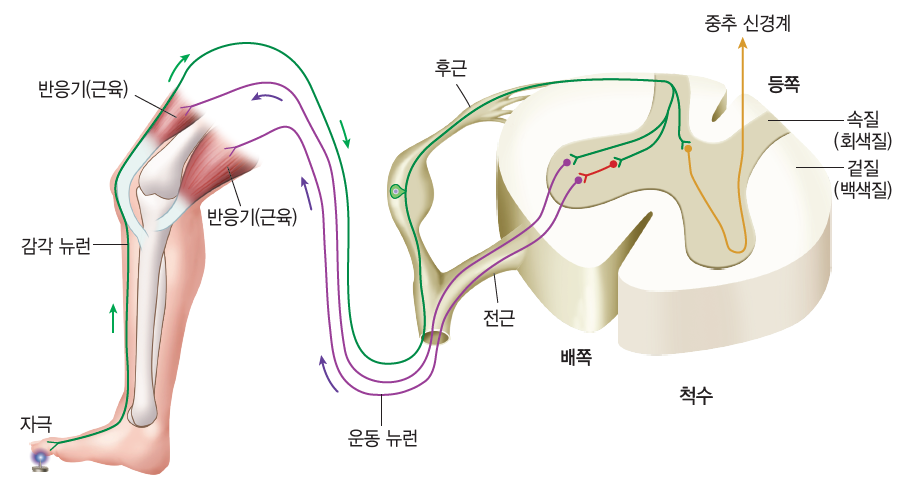 동아출판(주) 생명과학Ⅰ 71쪽 수정내용 이미지