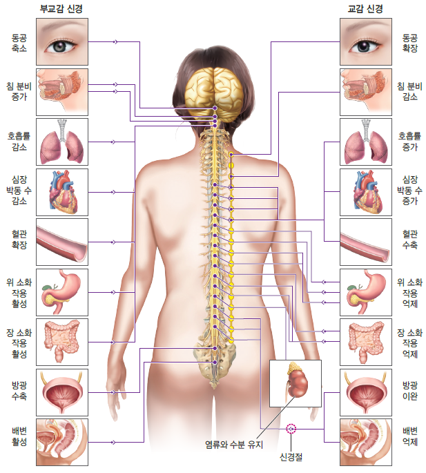 동아출판(주) 생명과학Ⅰ 75쪽 현행내용 이미지