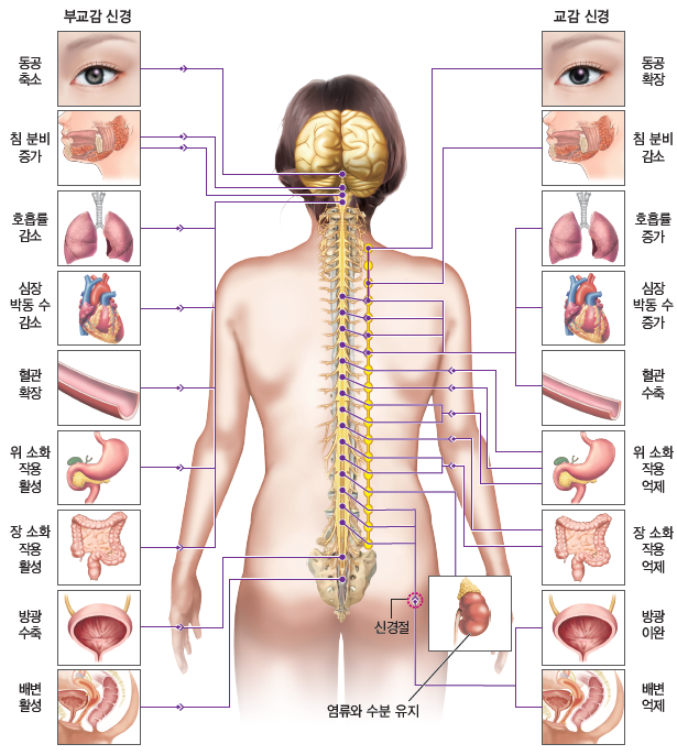 동아출판(주) 생명과학Ⅰ 75쪽 수정내용 이미지