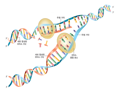 (주)비상교육 생명과학Ⅱ 121쪽 현행내용 이미지