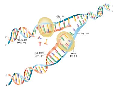 (주)비상교육 생명과학Ⅱ 121쪽 수정내용 이미지