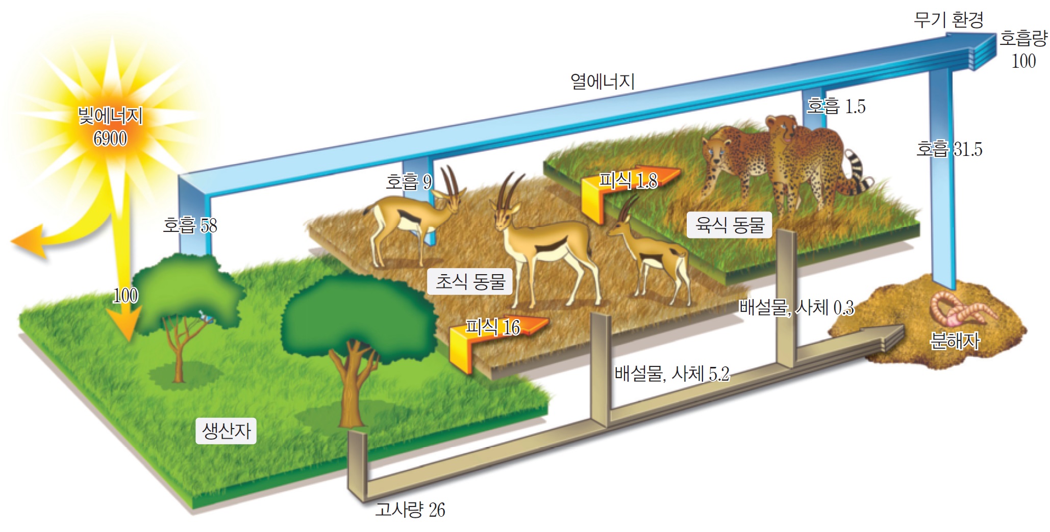 안정된 생태계에서 영양 단계에 따른 에너지의 이동량