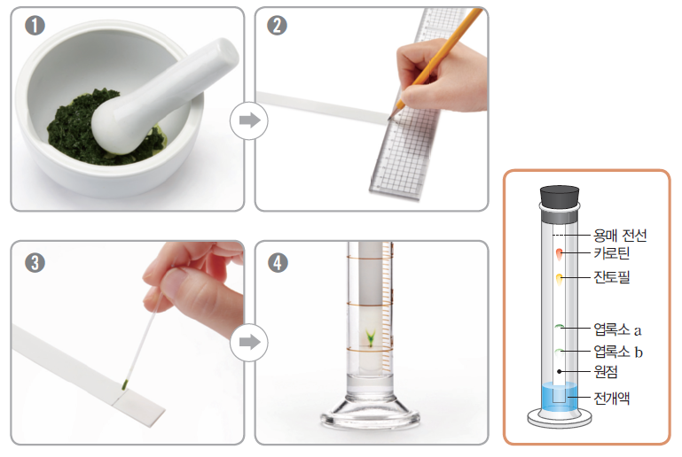잎의 색소 분리 실험 