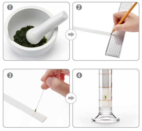 잎의 색소 분리 실험 