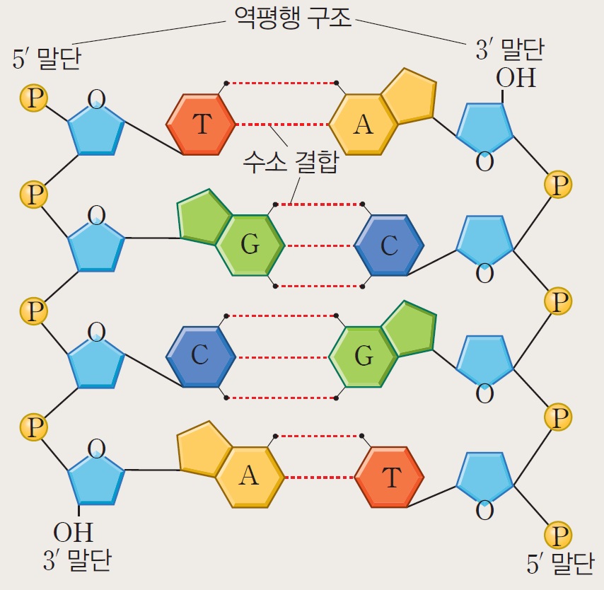 DNA에서 염기 사이의 수소 결합 