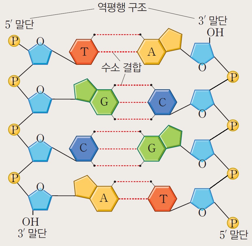 DNA에서 염기 사이의 수소 결합