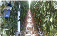 네덜란드의 파프리카 온실