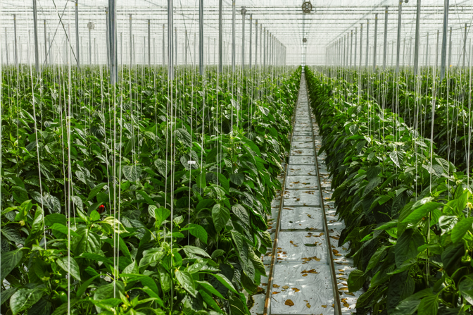 교육출판세종 농업 정보 관리 242쪽 수정내용 이미지