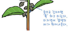 (주)비상교육 과학3~4(전자저작물CD 포함) ④ 196쪽 수정내용 이미지