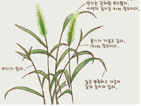 (주)비상교육 과학3~4(전자저작물CD 포함) ④ 199쪽 현행내용 이미지