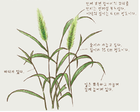 (주)비상교육 과학3~4(전자저작물CD 포함) ④ 199쪽 수정내용 이미지