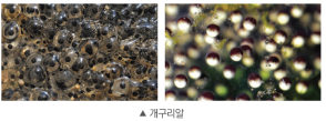 (주)비상교육 과학3~4(전자저작물CD 포함) ① 353쪽 수정내용 이미지