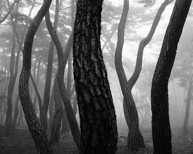 배병우의 소나무 사진 작품