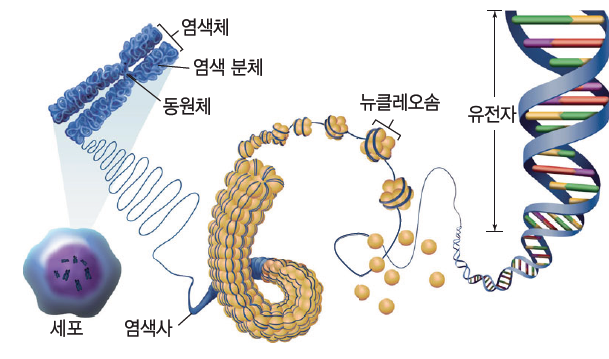 동아출판(주) 생명과학Ⅰ 130쪽 현행내용 이미지