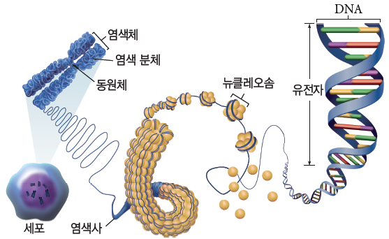 동아출판(주) 생명과학Ⅰ 130쪽 수정내용 이미지