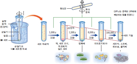 (주)교학사 생명과학Ⅱ 17쪽 수정내용 이미지