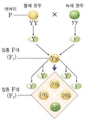(주)금성출판사 과학③ 293쪽 현행내용 이미지