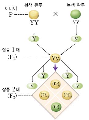 (주)금성출판사 과학③ 293쪽 수정내용 이미지