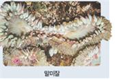 말미잘