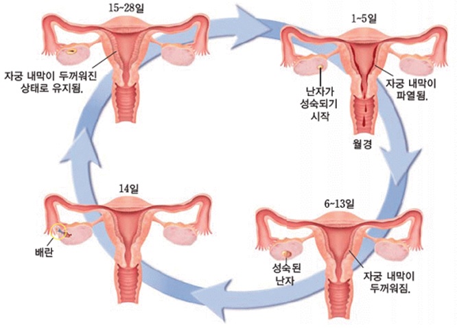 생식 주기