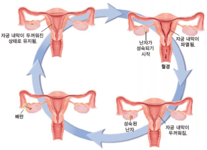 생식 주기