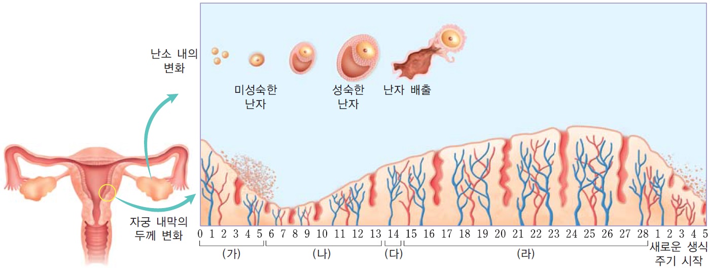 자궁 내막의 두께 변화