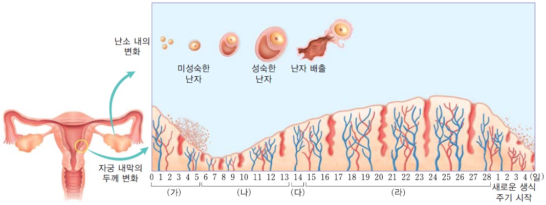 자궁 내막의 두께 변화