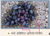 (주)비상교육 과학5~6(전자저작물CD 포함) ③ 258쪽 수정내용 이미지