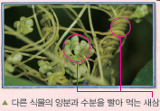 (주)비상교육 과학5~6(전자저작물CD 포함) ③ 258쪽 수정내용 이미지
