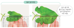 자료 나뭇잎의 길이를 측정하는 이미지(잎이 줄기에 붙어 있는 부분에서 잎의 끝부분까지 자로 재요.)