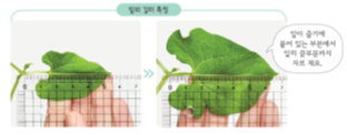 자료 나뭇잎의 길이를 측정하는 이미지(잎이 줄기에 붙어 있는 부분에서 잎의 끝부분까지 자로 재요.)