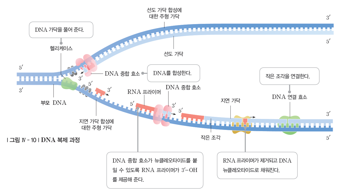 (주)지학사 생명과학Ⅱ 112쪽 수정내용 이미지