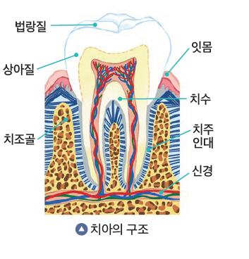 (주)와이비엠 함께하는 보건5 32쪽 현행내용 이미지