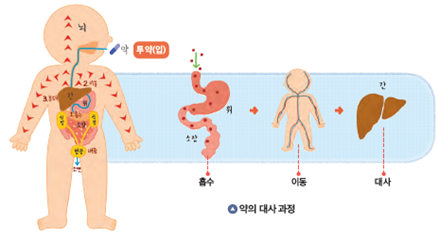 (주)와이비엠 함께하는 보건5 45쪽 현행내용 이미지