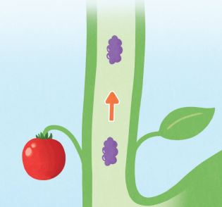 김영사 과학(5~6학년군)6-1 79쪽 수정내용 이미지