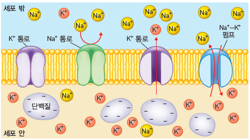 동아출판(주) 생명과학 77쪽 현행내용 이미지