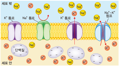 동아출판(주) 생명과학 77쪽 수정내용 이미지