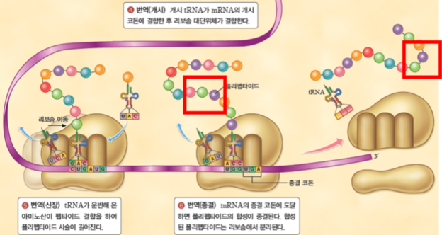 (주)비상교육 생명과학Ⅱ 129쪽 현행내용 이미지