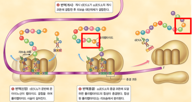 (주)비상교육 생명과학Ⅱ 129쪽 수정내용 이미지