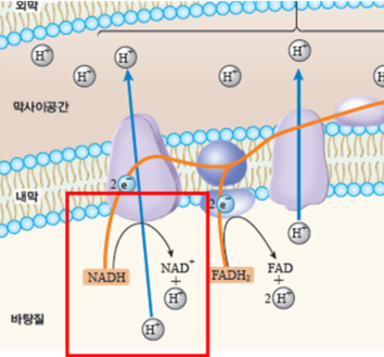 (주)비상교육 세포와 물질대사 93쪽 현행내용 이미지