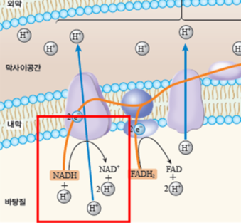 (주)비상교육 세포와 물질대사 93쪽 수정내용 이미지