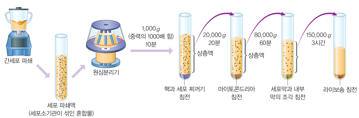 (주)천재교과서 세포와 물질대사 25쪽 현행내용 이미지