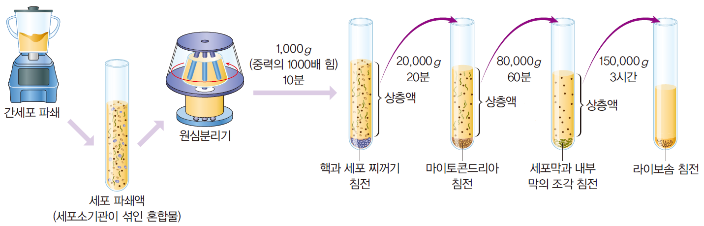 (주)천재교과서 세포와 물질대사 25쪽 수정내용 이미지
